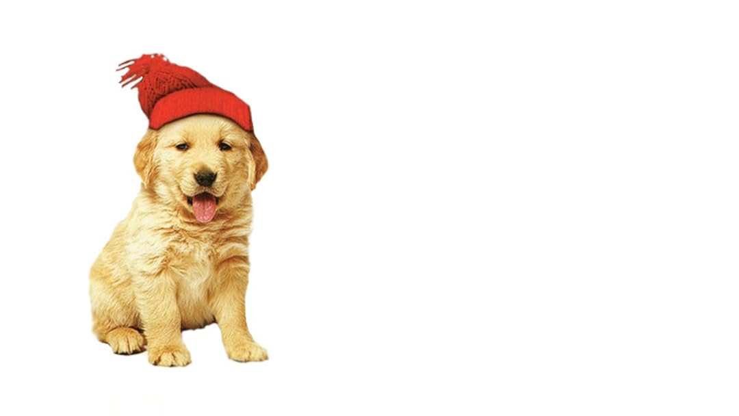 12 chiens pour Noël