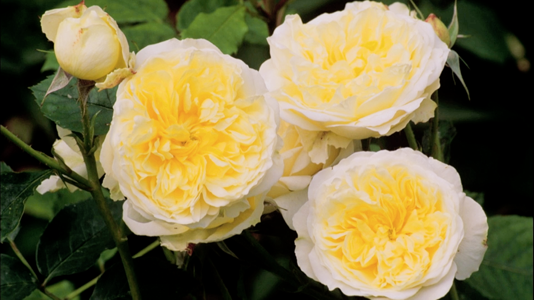 Gardeners' World