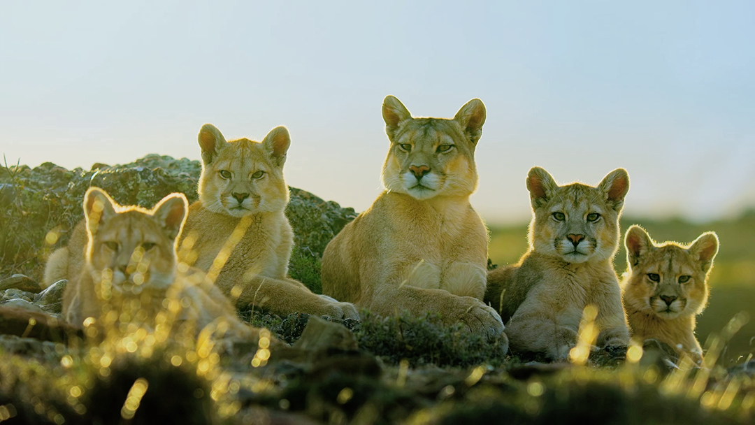 Dynasties
