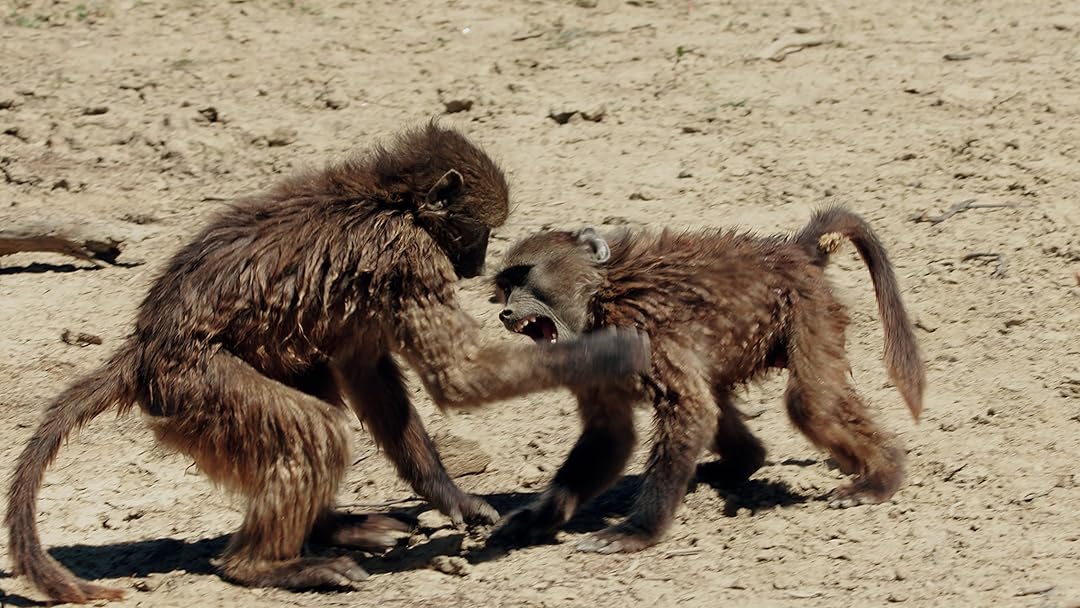 Wild Fighters