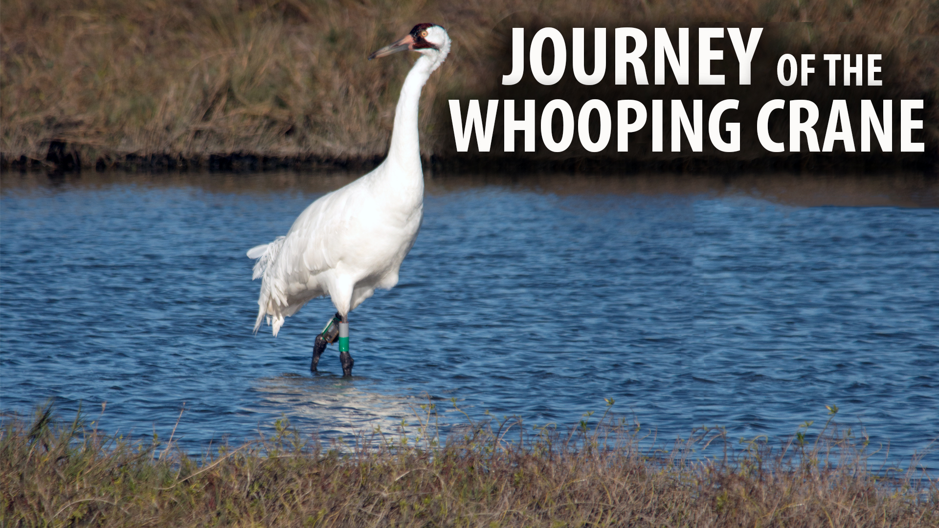 その他 Ancient Mysteries: Forbidden City [DVD] その他 Ancient Mysteries: Forbidden City [DVD] Amazon.com