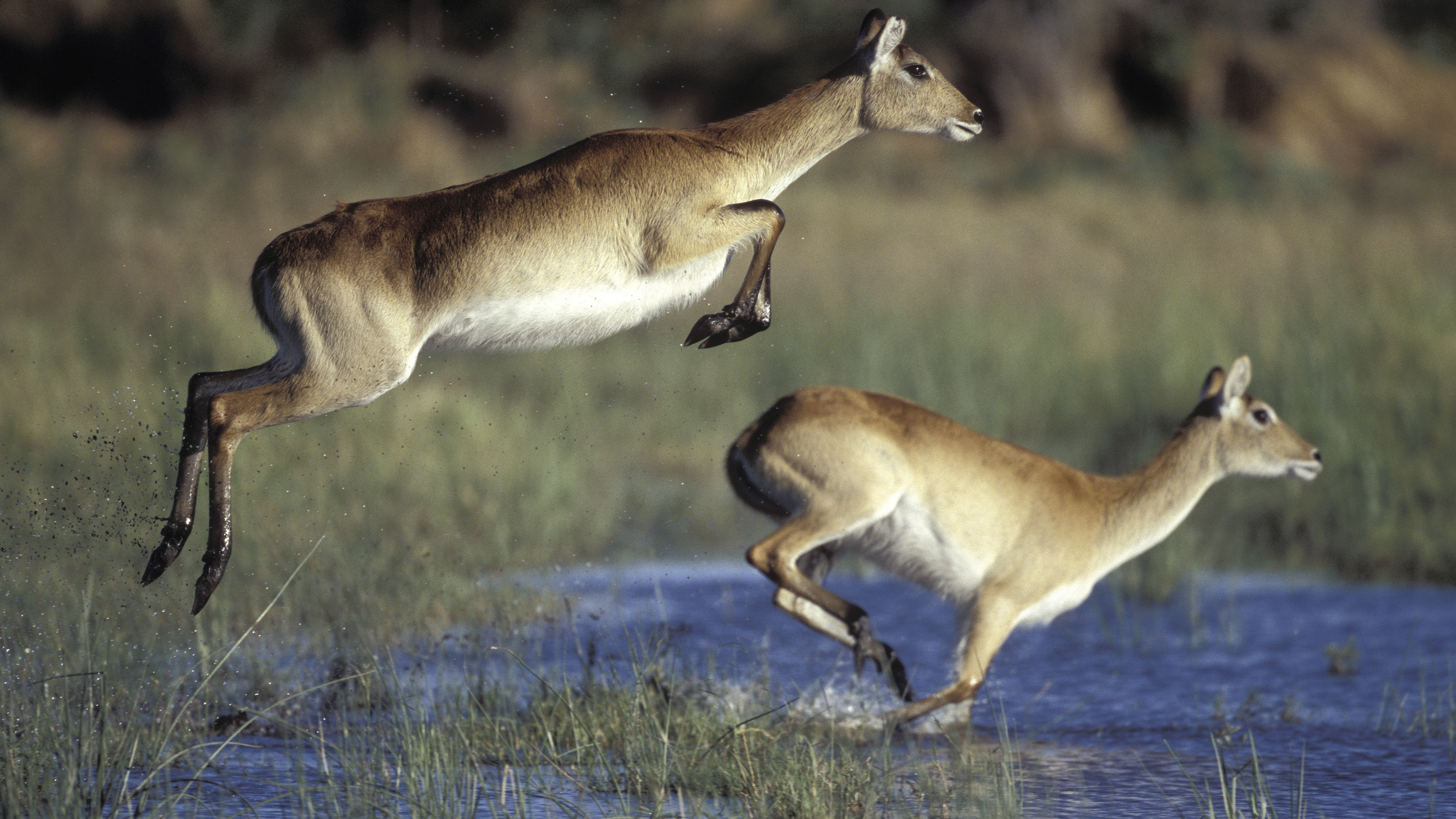 (未使用･未開封品)Nature&#39;s Most Amazing Events [DVD] Amazon.com: Nature's Most Amazing Events ( Nature's Great