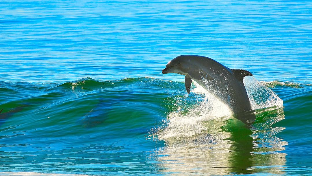 Saving Flipper