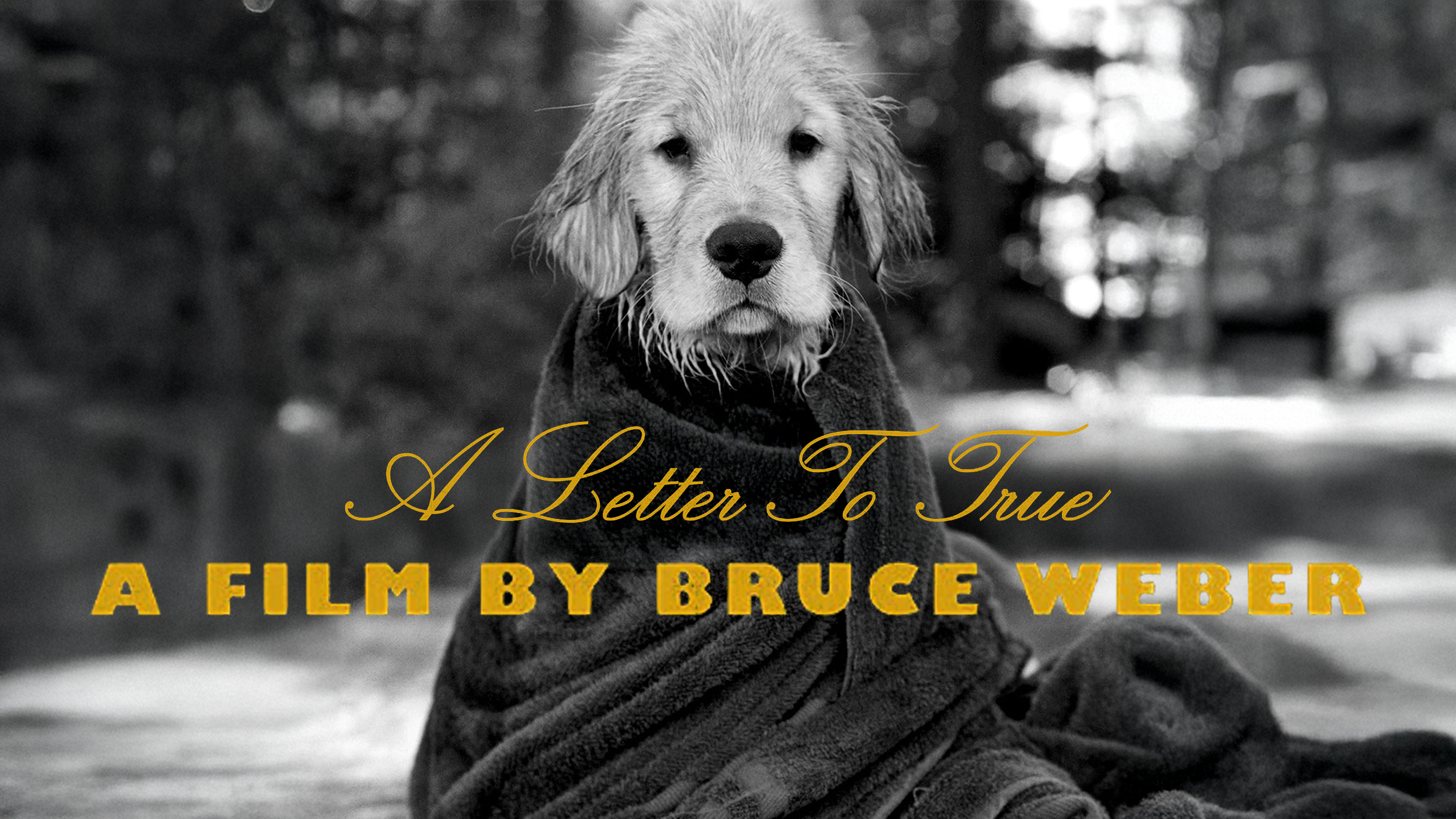Prime Video: A Letter to True