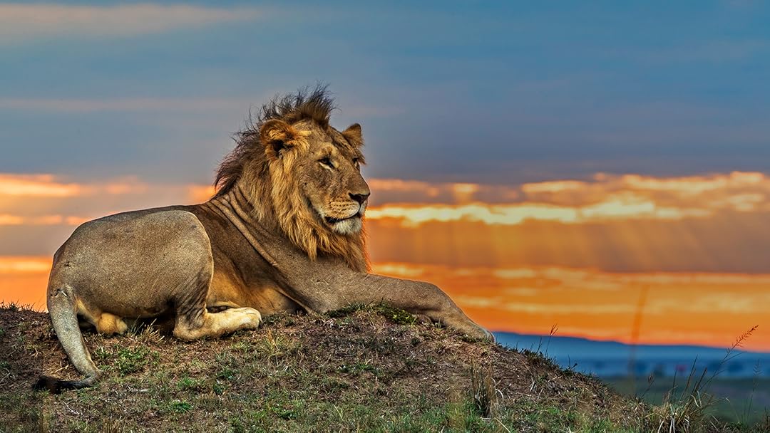 Big Cat Tales