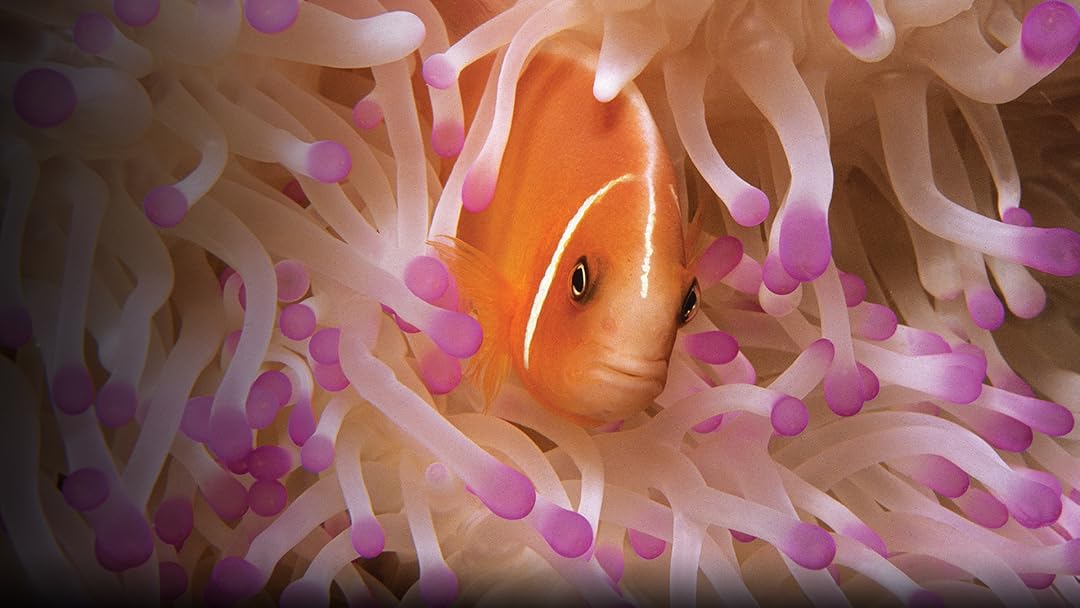 Soul of the Ocean
