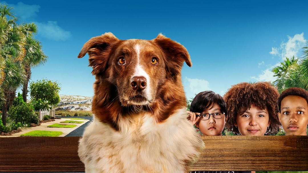 Pet Investigators
