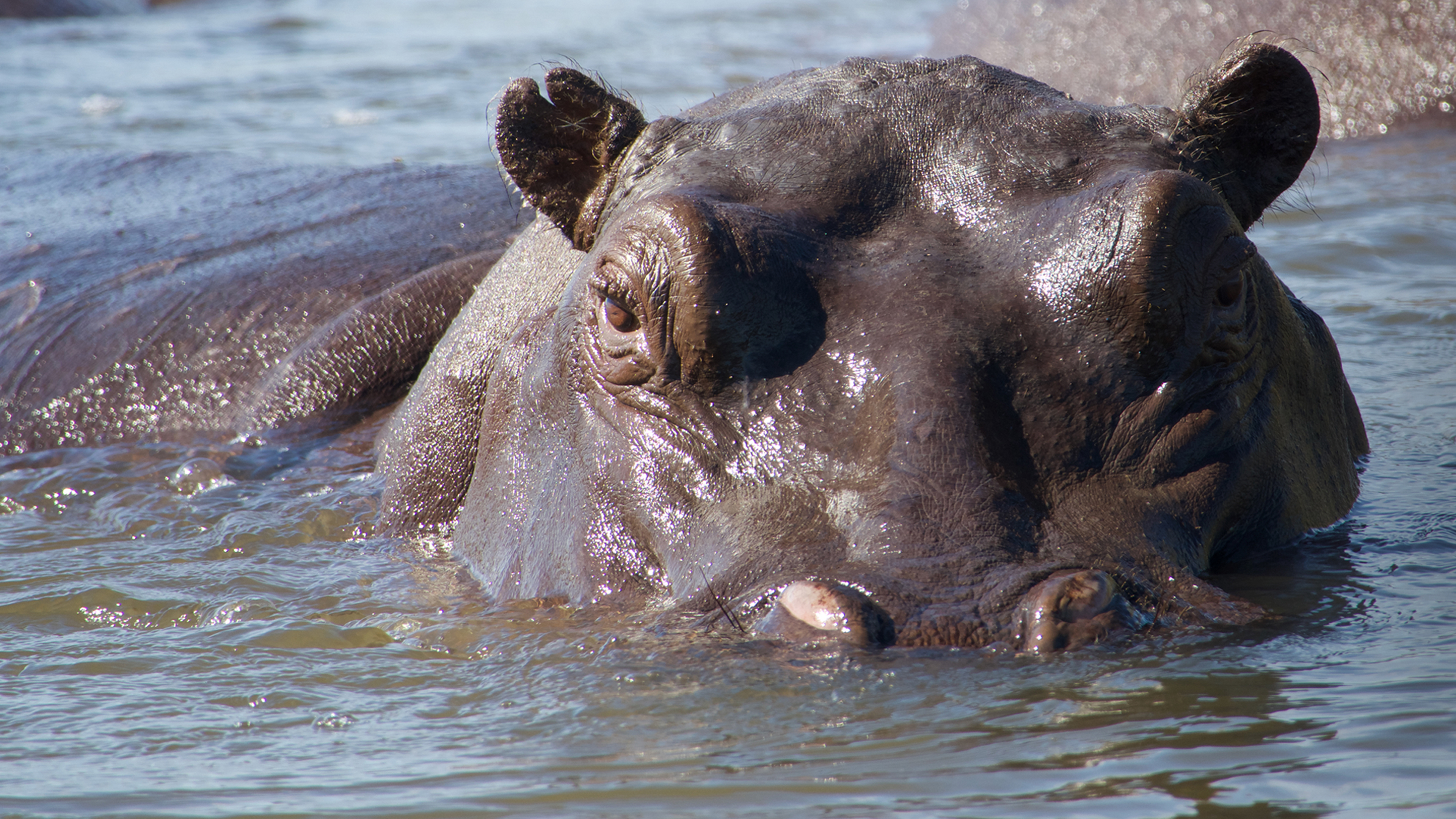 Prime Video: Natural World: Hippos - Africa's River Giants