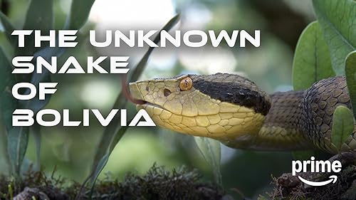 Prime Video: Insect Defense