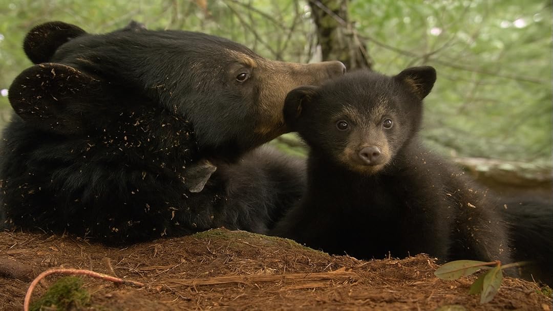 The Bear Family and Me