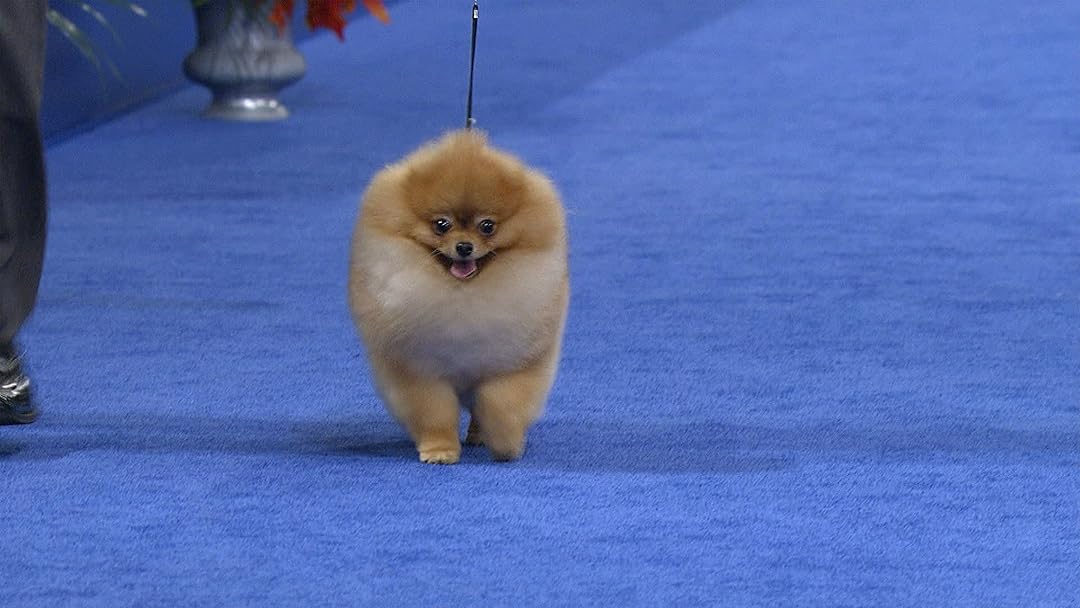 The National Dog Show (2016)