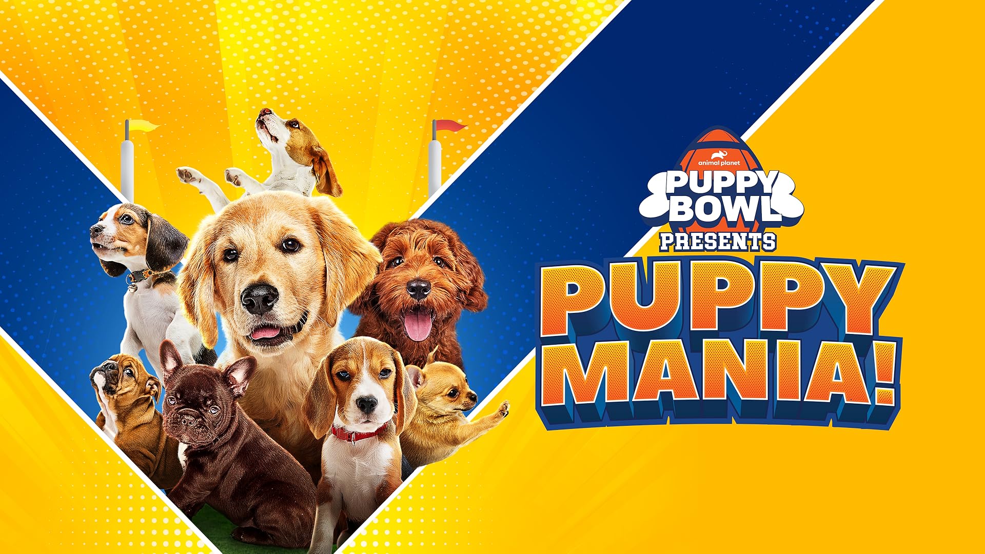 Watch Puppy Bowl Season 16 Prime Video