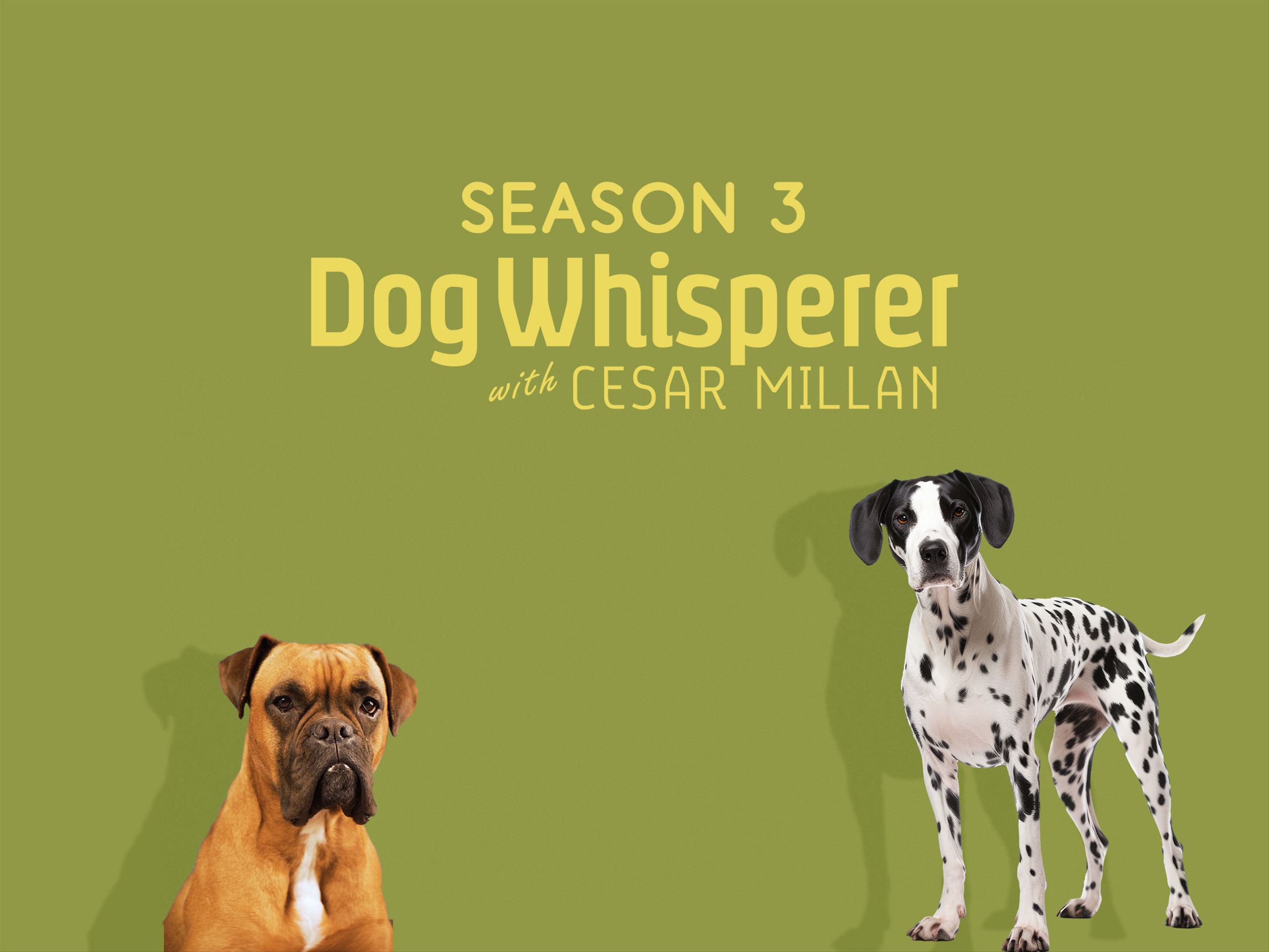 その他 Dog Whisperer With Cesar Millan: Comp Third Season [DVD] [Import] 6g7v4d0 655dae46bb22ee4cbb725d95240338