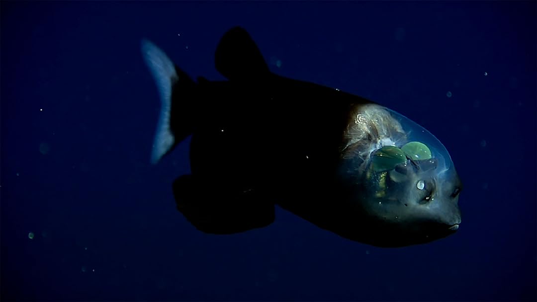 Dark Side of the Ocean
