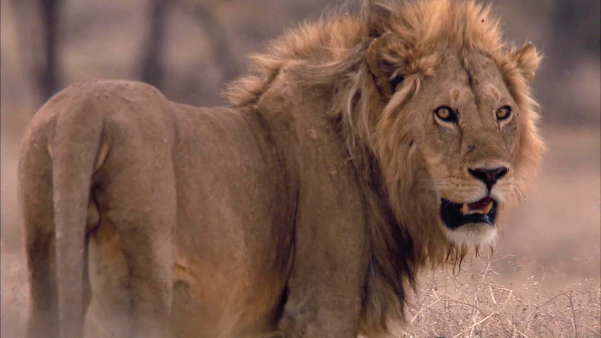 Prime Video: Wildest: Africa