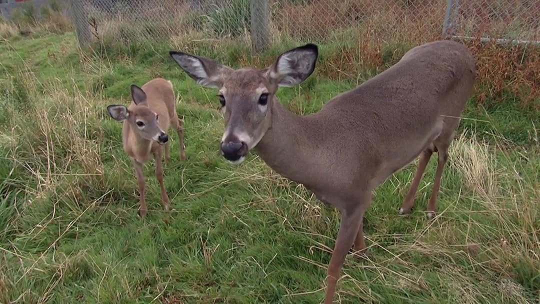 Watch Hope for Wildlife Season 2 Prime Video