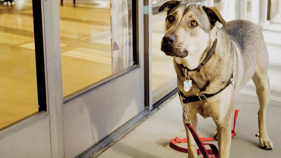 Rescue Dogs