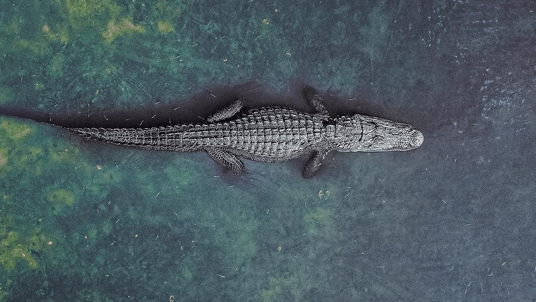 Lair Of The Killer Crocs