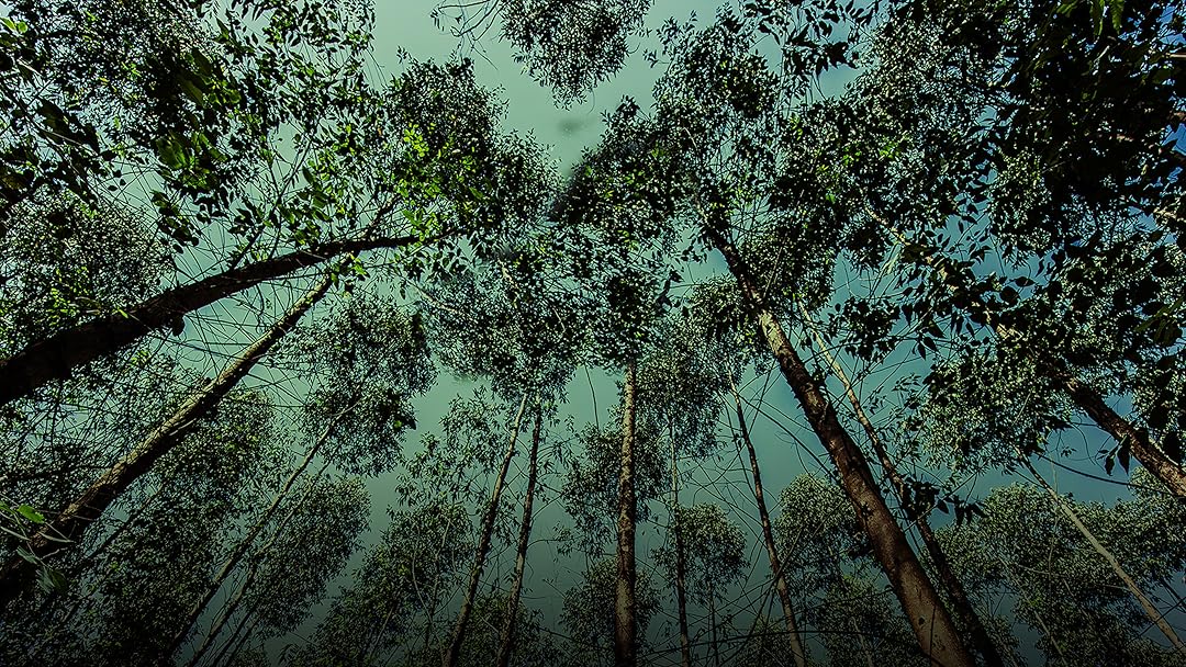 New Roots, Future Choices