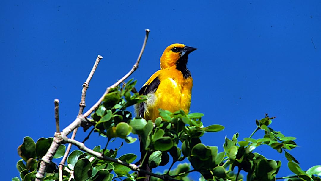 Birds Galore