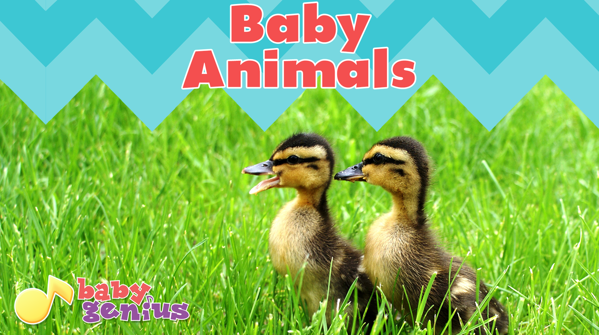 Watch Baby Genius: Baby Animals | Prime Video