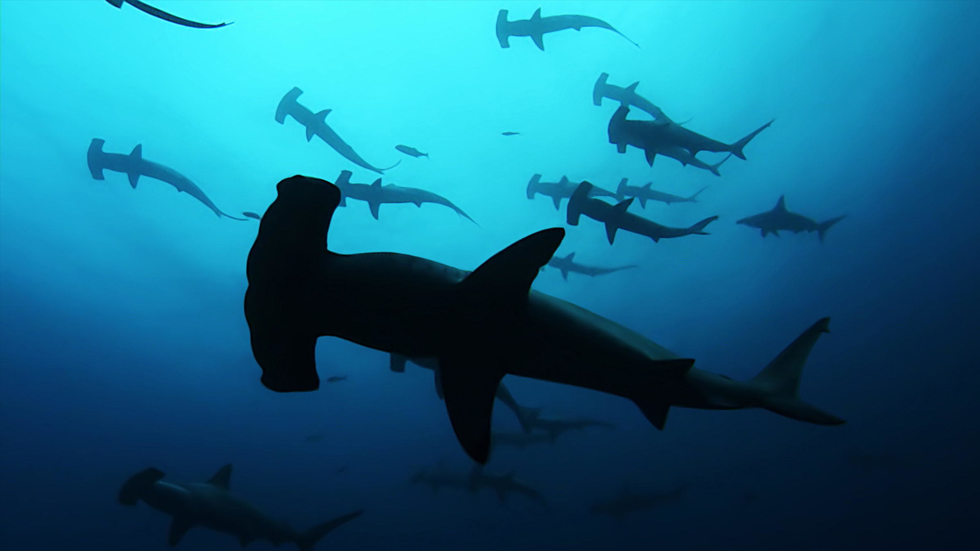 Prime Video: Sharkwater
