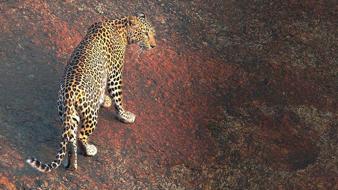 The Leopard Rocks