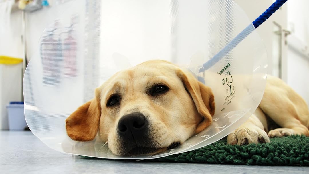 The Supervet