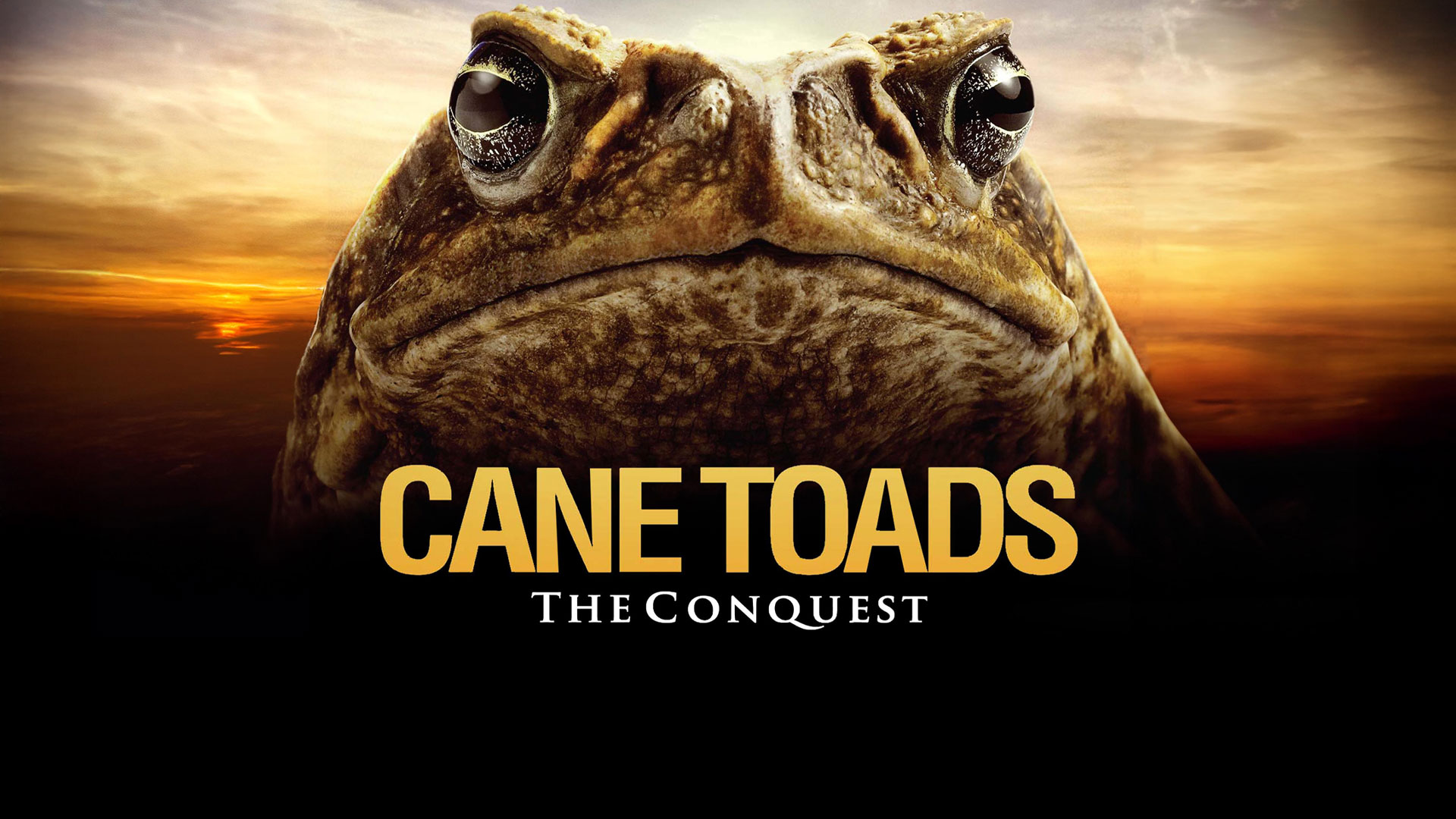 Watch Cane Toads: The Conquest | Prime Video
