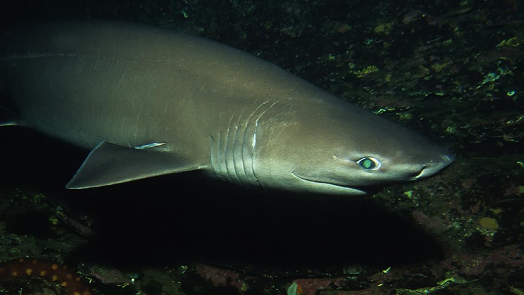 Alien Sharks: First Contact