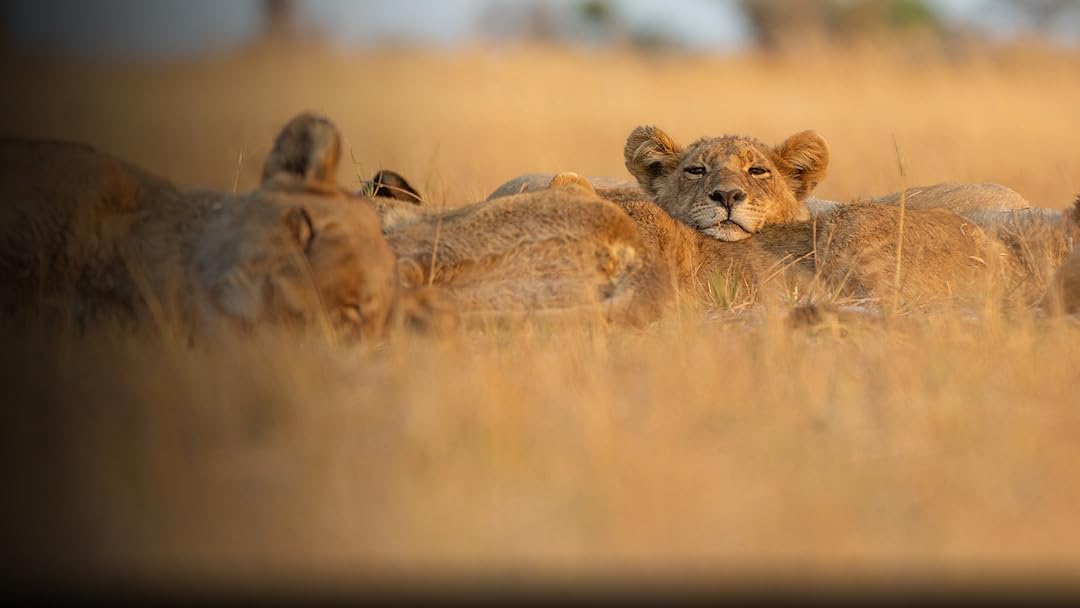 Big Cats 24/7