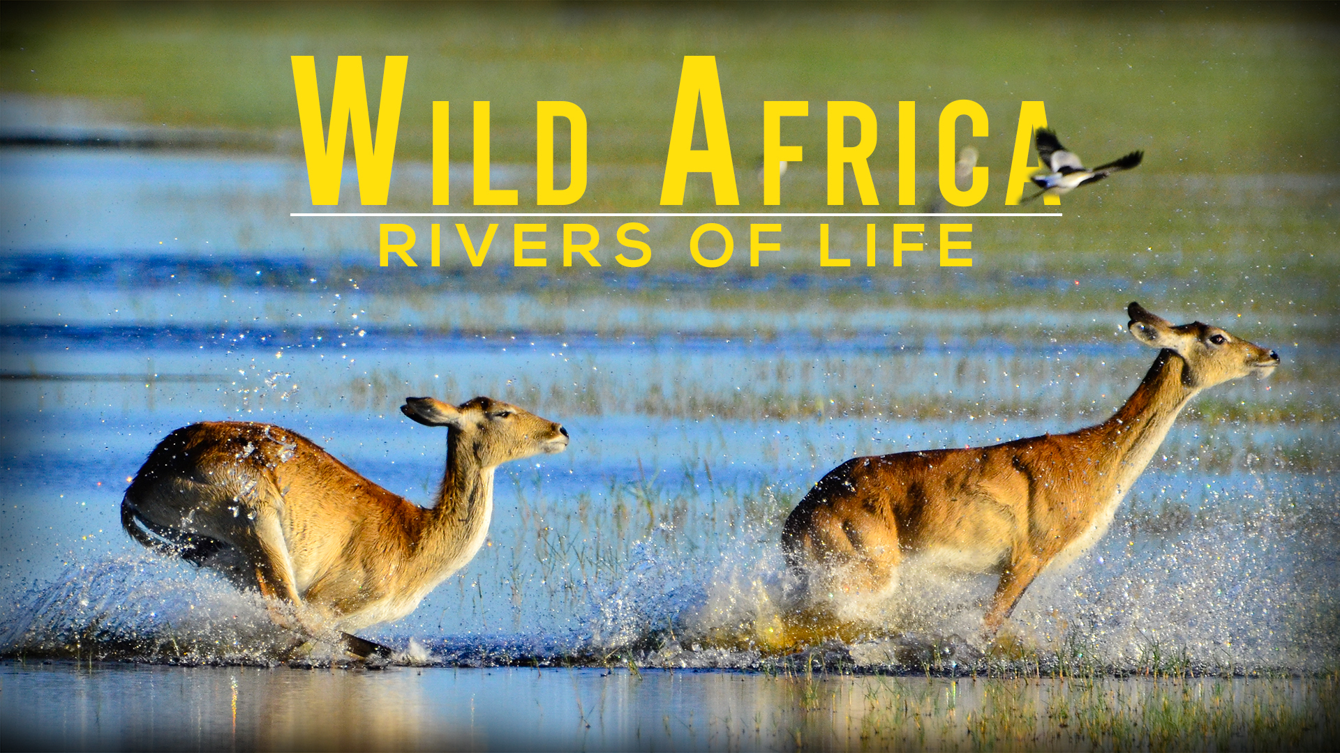 Prime Video: Wild Africa: Rivers of Life - Season 1