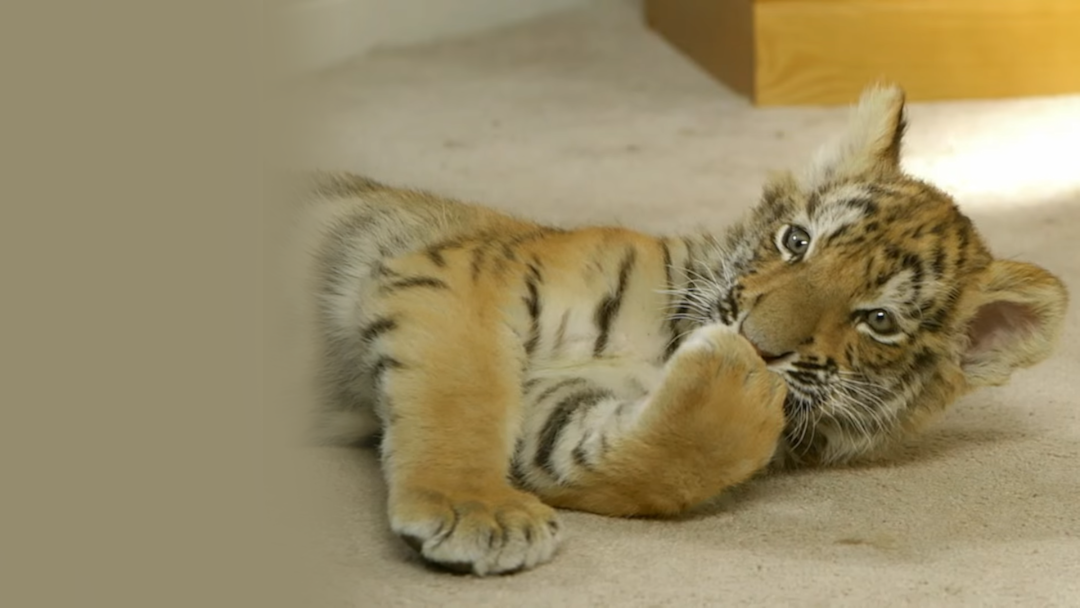 Luna le bébé tigre