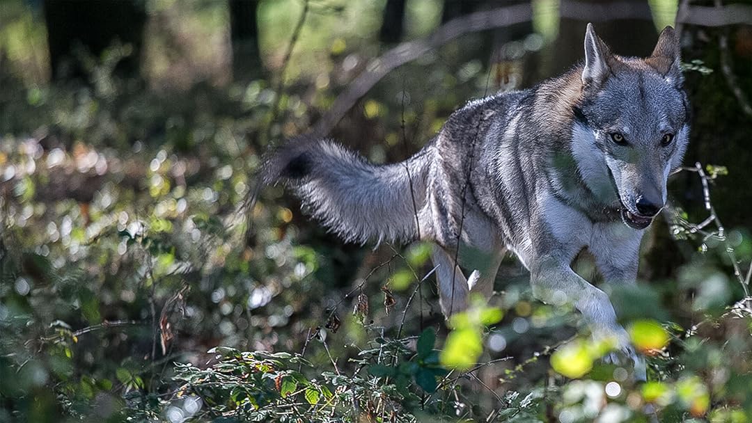 Shadow Of The Wolf