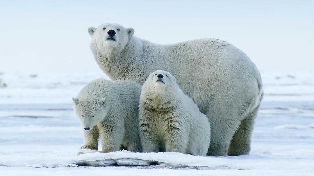 American Arctic