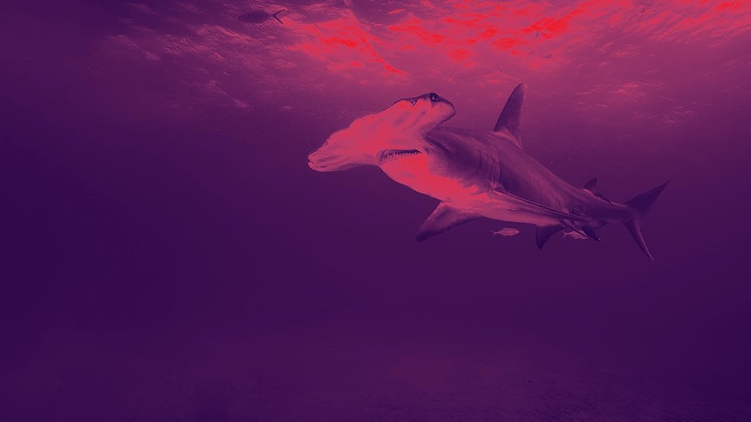 Monster Sharks of Andros Island