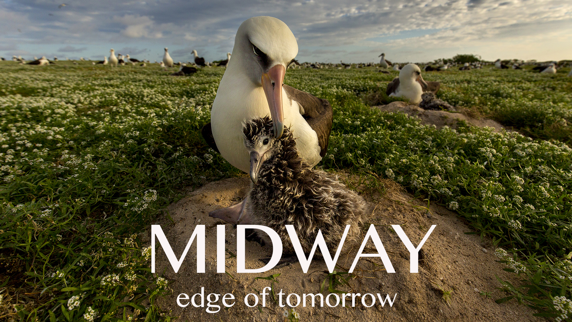 その他 U-boats: The Wolfpack / B-17: Flying Fortress (Documentary Double  Feature) [DVD] U-Boats DVD