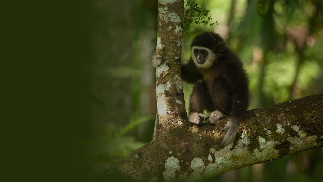 Primates
