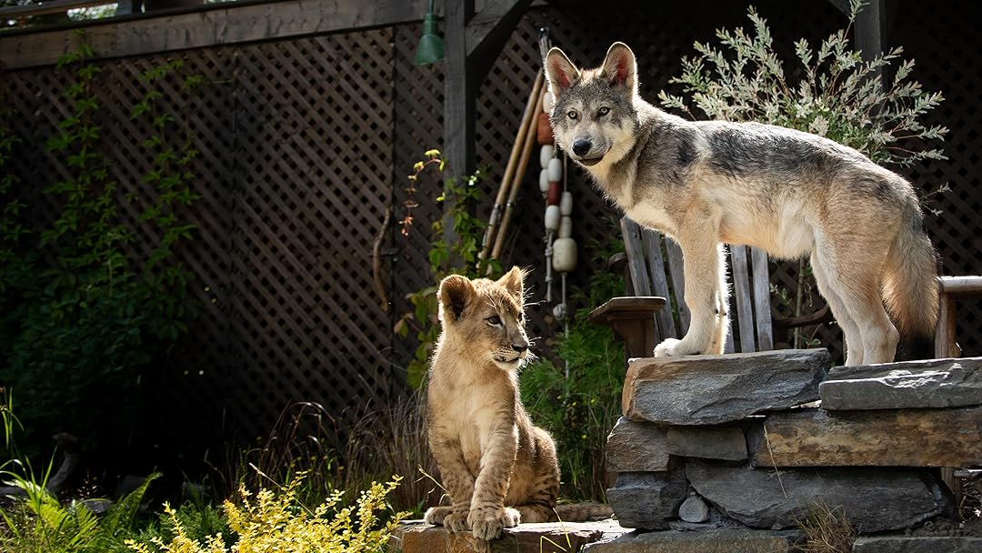 The Wolf and The Lion