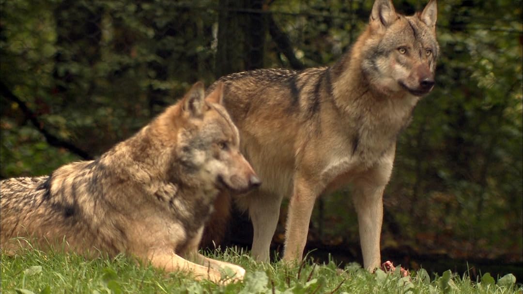 Germany's Wild Wolves - As They Really Are