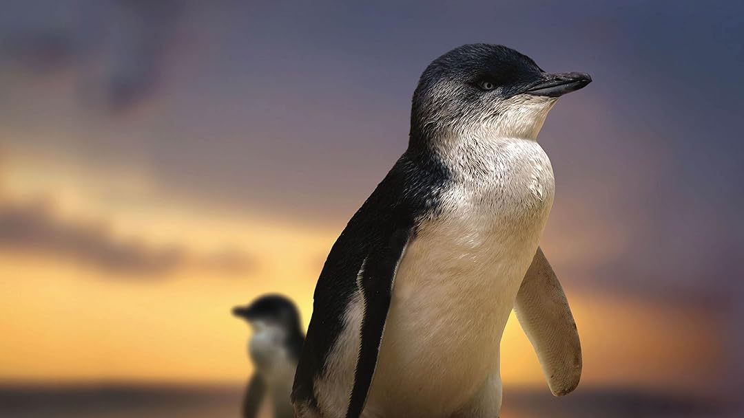 Penguin Island
