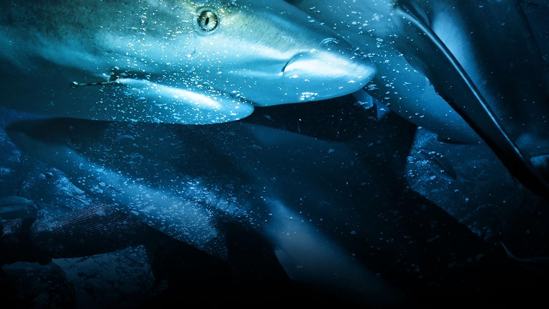 Shark Storm