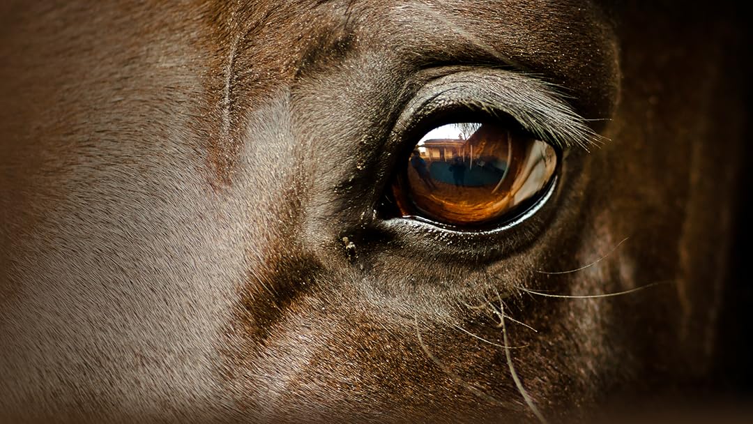 American Horses