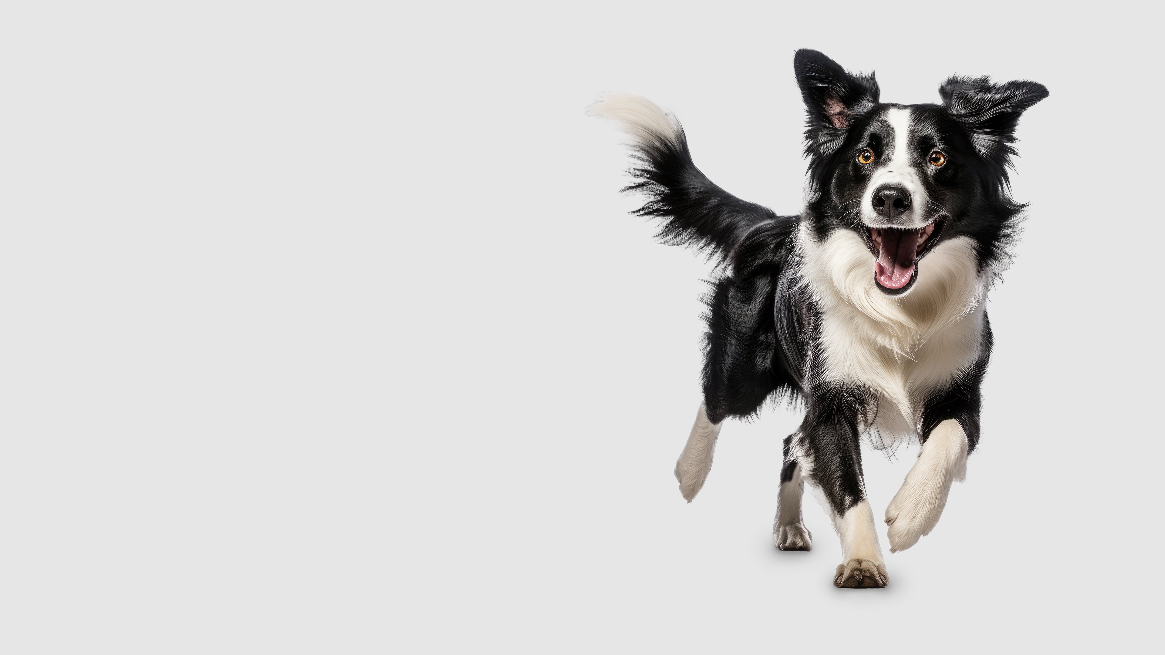 その他 Dog Whisperer With Cesar Millan: Comp Second [DVD] [Import] bme6fzu Dog Whisperer With Cesar Millan: Comp Second [DVD] [Region 1