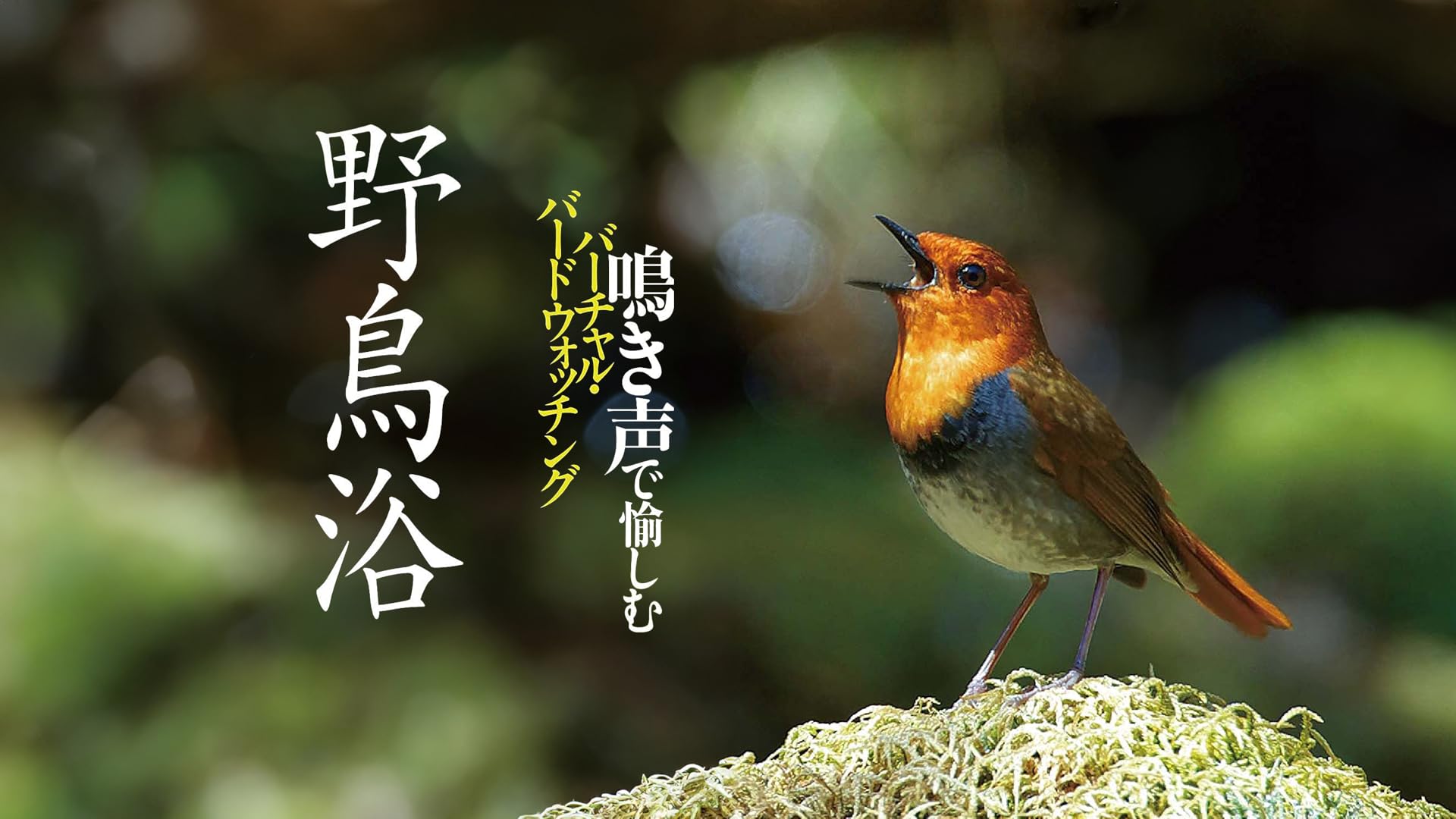 Amazon.co.jp: 日本百鳴鳥 202 にほんひゃくめいちょう／映像と