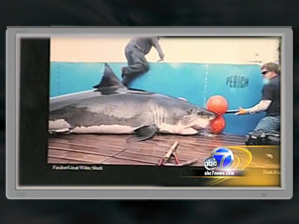 その他 Shark Men: Season Two [DVD] その他 Shark Men: Season Two [DVD] その他 Shark Men: Season