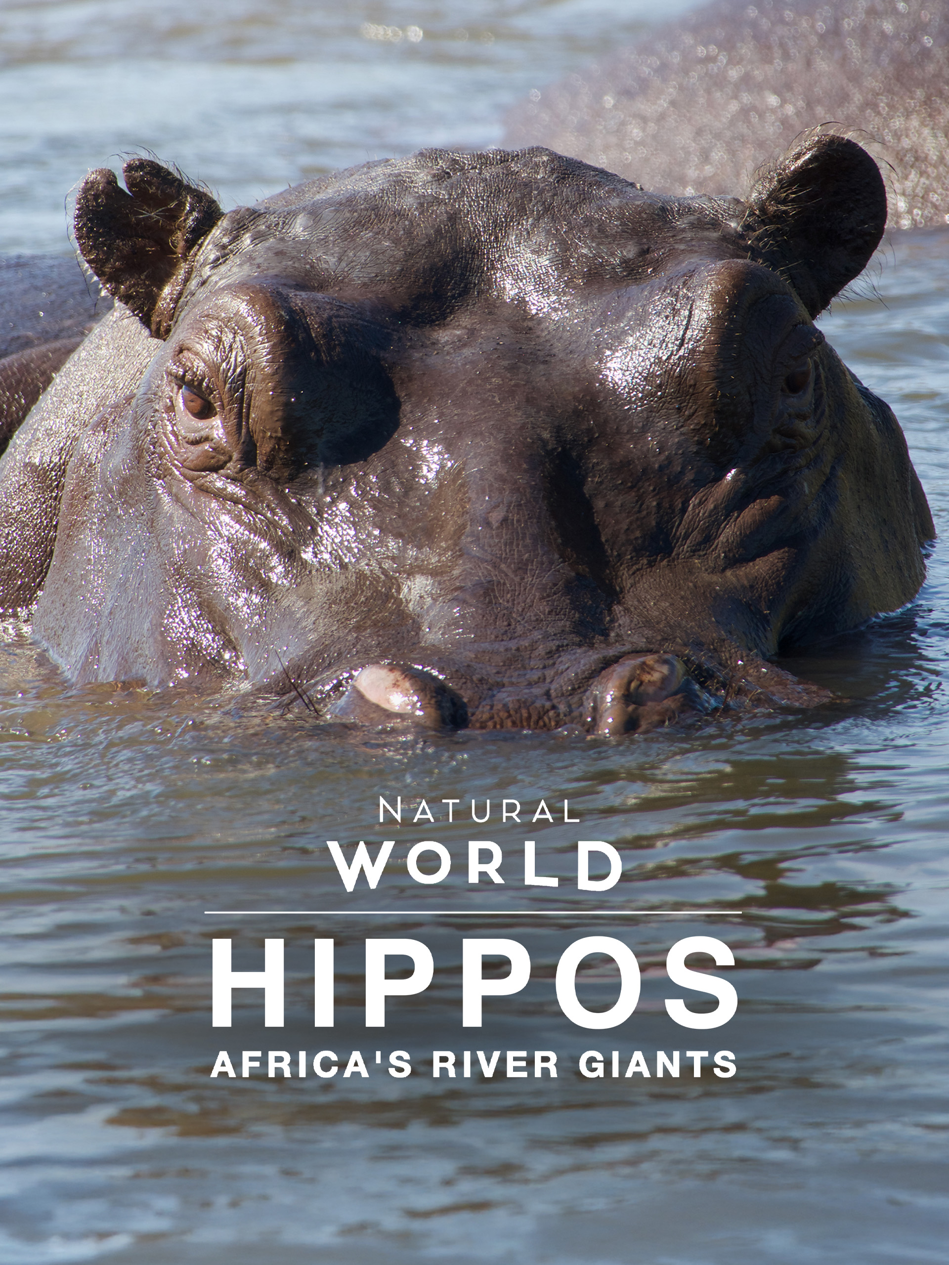 その他 NATURE: Hippos: Africa's River Giants [DVD] Prime Video: Natural World: Hippos: Africa's River Giants