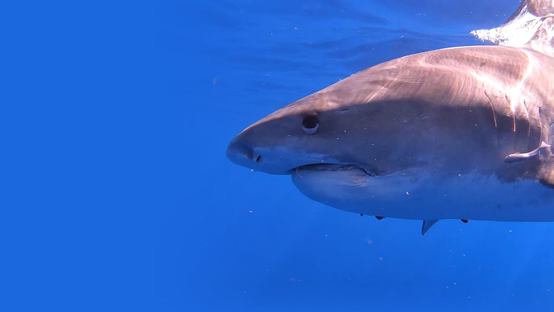 Sharks of Hawaii