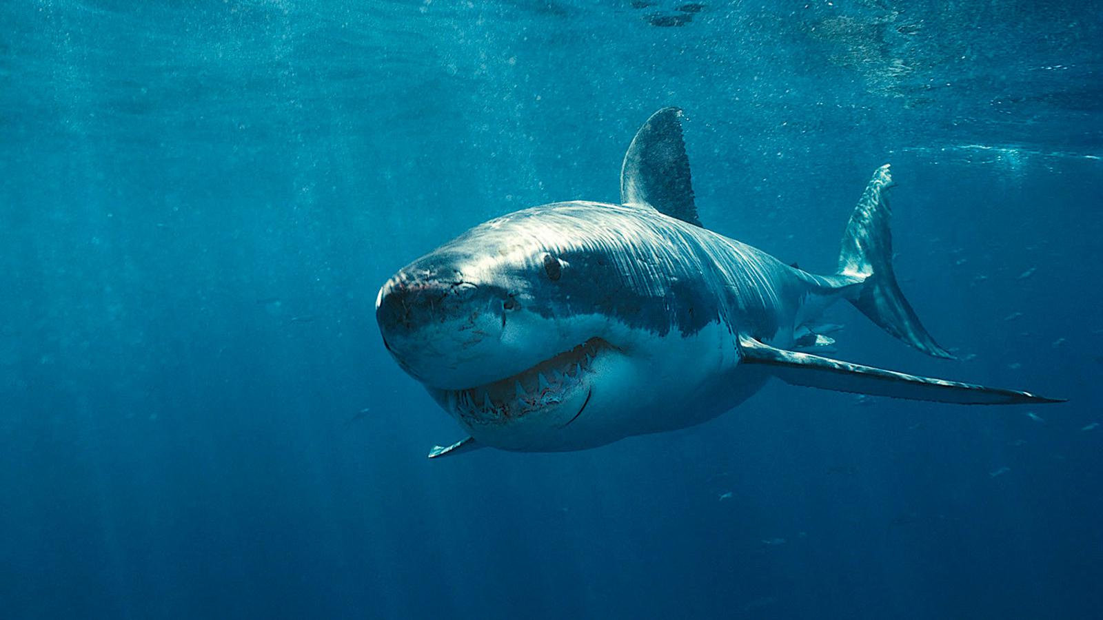 Prime Video: Shark Week: 20th Anniversary Collection