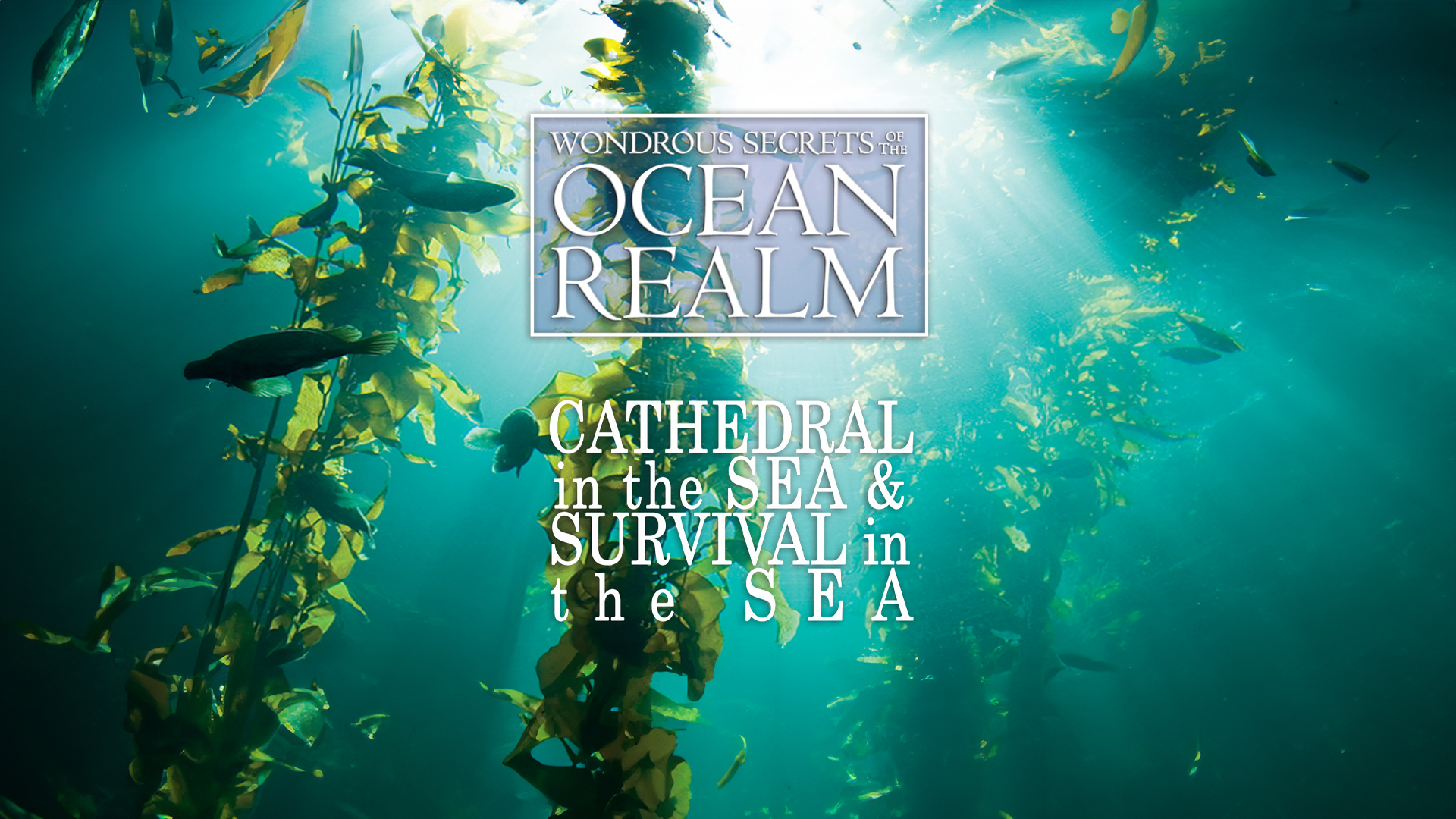 Prime Video: Wondrous Secrets of the Ocean Realm: Cathedral